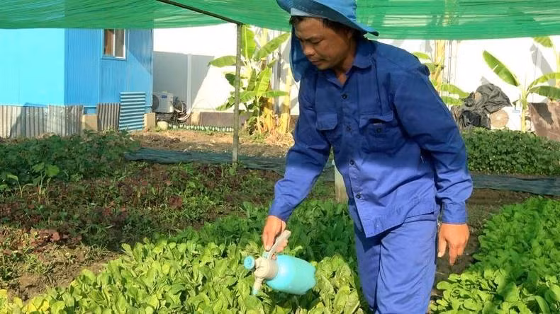 Au lieu des pesticides chimiques, les soldats vietnamiens ont utilisé des biopesticides, fabriqués à partir de substances d’origine naturelle, comme des écorces d’orange, des piments, des oignons et de l’ail, pour protéger les cultures de manière sûre, propre et respectueuse de l’environnement. Photo fournie par l’équipe de génie militaire No3 du Vietnam.