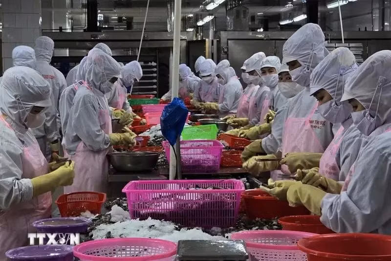 Transformation de crevettes pour l'exportation. Photo : VNA.