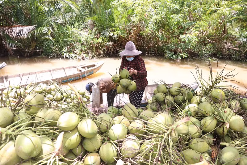 Le Vietnam est actuellement l’un des 10 plus grands pays cultivateurs de noix de coco et le 7e producteur mondial, avec 200 000 hectares de plantation et une production annuelle d’environ 2 millions de tonnes. Photo: congthuong.vn.