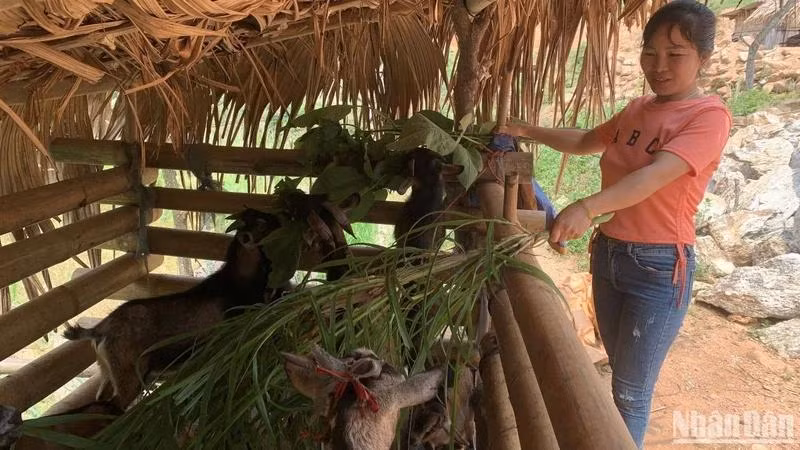 À Hà Giang, le projet AWEEV a contribué à améliorer le niveau de vie des femmes rurales démunies, en particulier des femmes ethniques. Photo: NDEL.