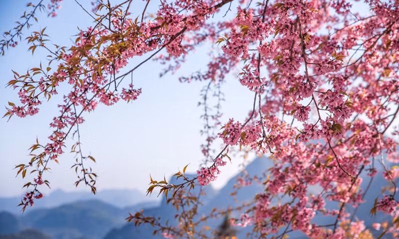 Les fleurs de cerisier d’Hà Giang ont cinq pétales, de couleur rosée, poussant en grappes sur les branches. L'arbre perd toutes ses feuilles avant de fleurir, et lorsque les fleurs sont presque fanées, des bourgeons verts réapparaissent. Photo : Nguyên Sy Duc.