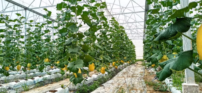 La province de Tay Ninh (Sud) crée actuellement les conditions les plus favorables aux entreprises souhaitant investir dans l’agriculture de haute technologie. Photo : congthuong.vn