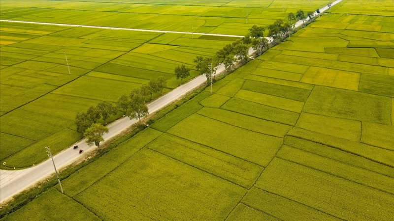 En plus de sa valeur économique avec la célèbre marque de riz Dien Bien, le champ de Muong Thanh qui s'étend sur 20 km a également une valeur historique associée à la campagne de Dien Bien Phu.