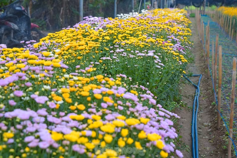 À partir d'octobre, selon le calendrier lunaire, les agriculteurs se précipitent pour prendre soin des plantes afin de se préparer à la plus grande récolte de l'année. À partir d'octobre, selon le calendrier lunaire, les agriculteurs se précipitent pour prendre soin des plantes afin de se préparer à la plus grande récolte de l'année.