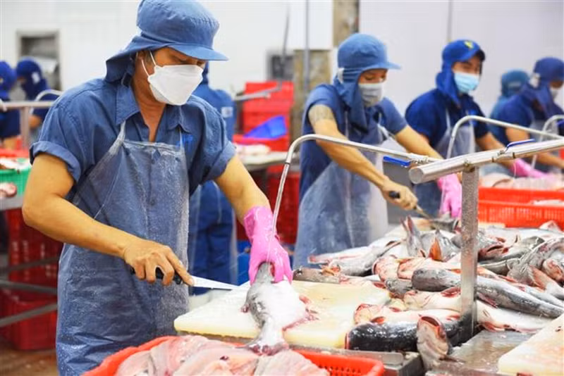 La filière vietnamienne du pangasius doit faire face à de nombreux défis en 2025, dont la concurrence d’autres espèces de poissons à chair blanche et les exigences de plus en plus élevées en termes de qualité de la part des marchés d’exportation, dont la Chine. Photo: congthuong.vn.
