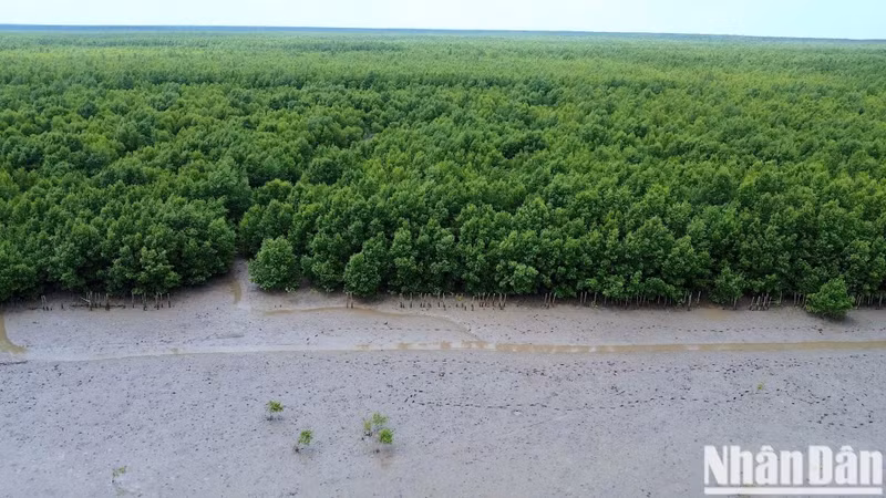 Des forêts de mangrove dans la province de Ca Mau. Photo : NDEL.