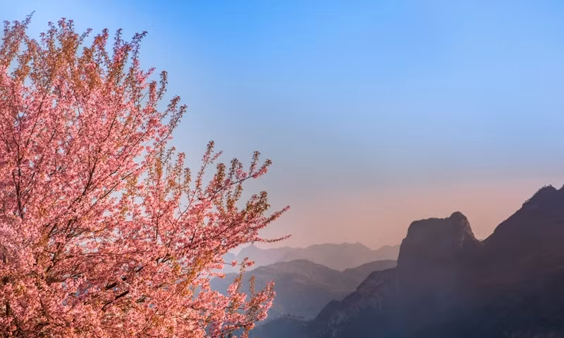 À partir de fin décembre 2023, les cerisiers sur le plateau rocheux de Dông Van commencent à fleurir. Photo : Nguyên Sy Duc. 