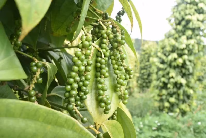 Le Vietnam occupe le premier rang mondial en matière de production et d'exportation de poivre. 