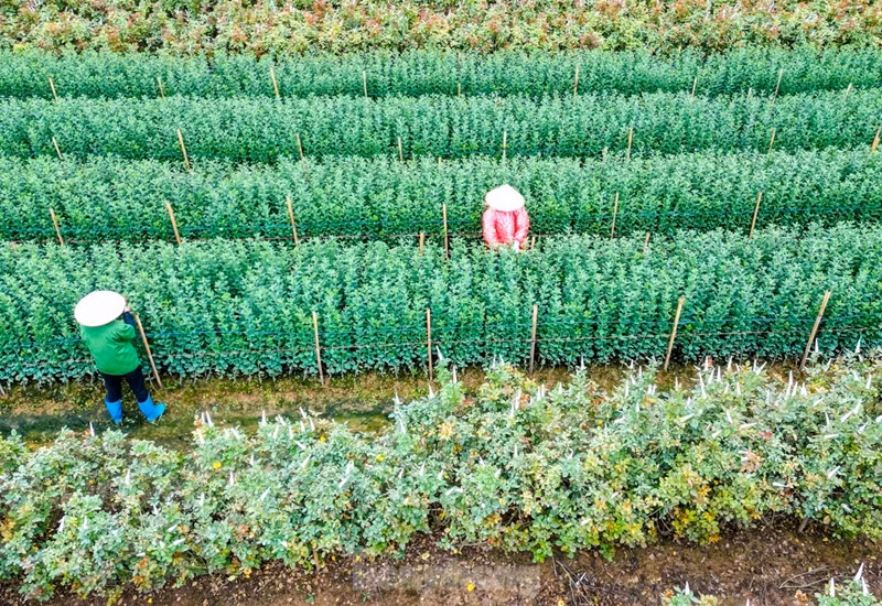 Depuis de nombreuses années, la floriculture aide les agriculteurs locaux à améliorer considérablement leurs conditions de vie. Depuis de nombreuses années, la floriculture aide les agriculteurs locaux à améliorer considérablement leurs conditions de vie.