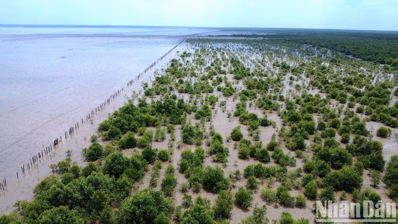 Cà Mau compte plus de 63.000 hectares de mangroves, s’étendant de la côte de Tieu Dua (commune de Khanh Tien, district d’U Minh) aux districts de Trân Van Thoi, Phu Tân, Dâm Doi, Nam Can et Ngoc Hiên. Photo : NDEL