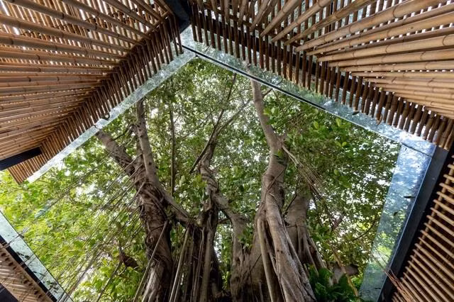 L'ancien banian du Musée d'Ethnologie est également devenu une partie de l'espace Truc Lam. Photo : Musée d'ethnologie du Vietnam.