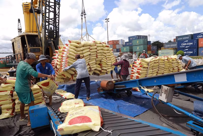 Dans un contexte marqué par une diminution de l'approvisionnement mondial en riz, en raison de restrictions à l'exportation dans certains pays et de conditions météorologiques difficiles, les exportations vietnamiennes de riz sont attendues en forte croissance et devraient conquérir de nouveaux marchés dans un avenir proche. Photo: VNA. Dans un contexte marqué par une diminution de l'approvisionnement mondial en riz, en raison de restrictions à l'exportation dans certains pays et de conditions météorologiques difficiles, les exportations vietnamiennes de riz sont attendues en forte croissance et devraient conquérir de nouveaux marchés dans un avenir proche. Photo: VNA.