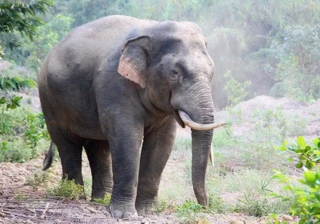 Un éléphant sauvage dans la province de Dong Nai (au Sud du Vietnam). Photo: NDEL.