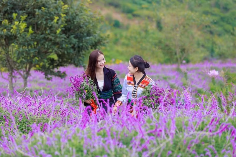 Le long de la ligne de train Muong Hoa jusqu'à la station de téléphérique du Fansipan se trouve un champ de lavande violette de 15.000 m² qui s'étend jusqu'à l'horizon. Les fleurs violettes se mélangent au paysage de montagne et de ciel, dressant un tableau classique et poétique. Le long de la ligne de train Muong Hoa jusqu'à la station de téléphérique du Fansipan se trouve un champ de lavande violette de 15.000 m² qui s'étend jusqu'à l'horizon. Les fleurs violettes se mélangent au paysage de montagne et de ciel, dressant un tableau classique et poétique.