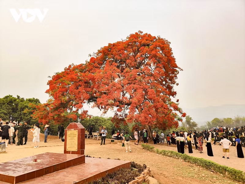 Les grappes de fleurs de flamboyants brillent de mille feux sur le ciel de Diên Biên Phu. Photo: VOV.