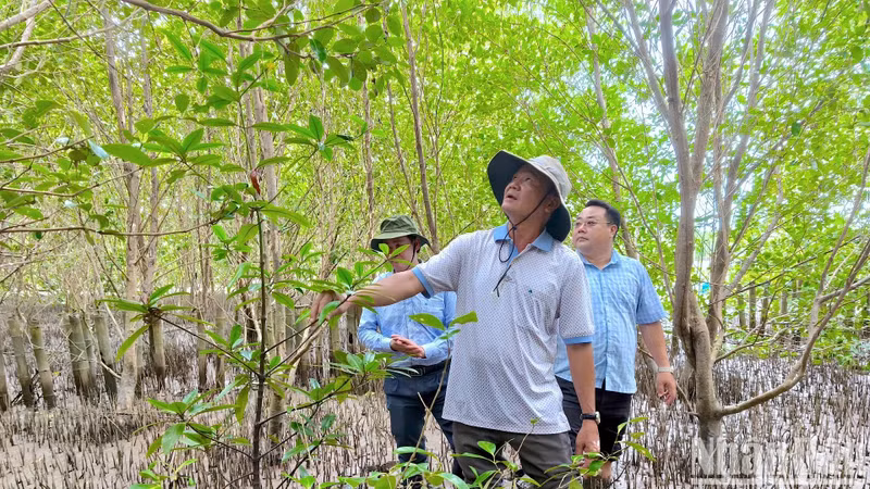 Des responsables du Comité de gestion du projet de développement agricole et rural de la province de Ca Mau inspectent la zone de plantation et de restauration forestière à Bai Boi, dans la commune de Dat Mui. Photo : NDEL