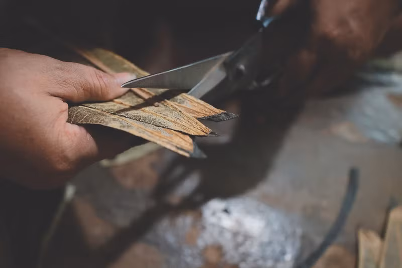 Les feuilles de lotus sont traitées à travers plusieurs étapes avant d’être transformées.