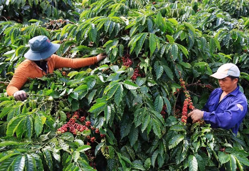 L’augmentation des prix à l’exportation du café est due à l’inquiétude concernant la pénurie d’approvisionnement en café. Photo : NDEL