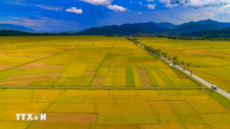 La couleur dorée du riz mûr. (Photo : Xuan Tu/VNA)