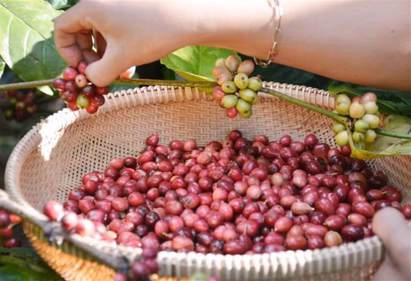 Depuis le début de l'année, la filière café vietnamienne a enregistré un montant d'exportation exceptionnel grâce à une augmentation fulgurante des prix, malgré une baisse du volume par rapport à la même période de l'année dernière. Depuis le début de l'année, la filière café vietnamienne a enregistré un montant d'exportation exceptionnel grâce à une augmentation fulgurante des prix, malgré une baisse du volume par rapport à la même période de l'année dernière.