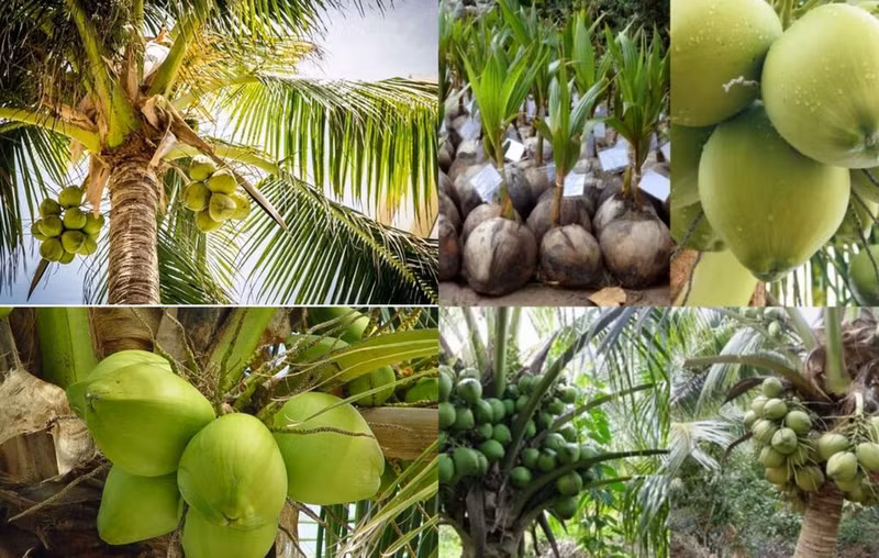 Actuellement, le Vietnam se classe au 6e rang, derrière les Philippines, l’Indonésie, l’Inde, le Brésil et le Sri Lanka, dans la liste des dix pays ayant la plus grande superficie et la plus grande production de noix de coco au monde.
