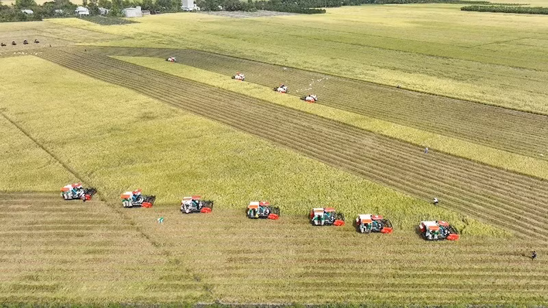 La mécanisation de la production agricole contribue de manière importante à améliorer la productivité et la qualité du riz vietnamien. Photo : Minh Hà/NDEL.
