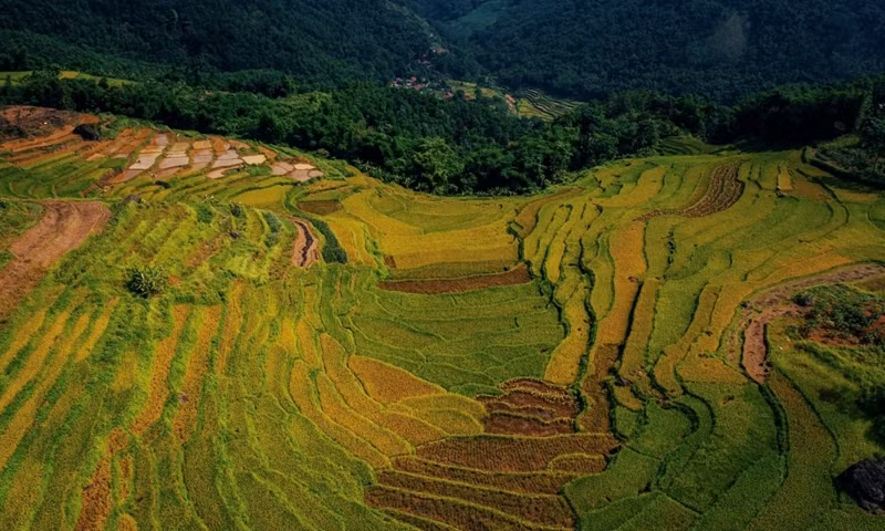 Actuellement, Pu Luong est entré dans la première récolte de riz de l'année, la deuxième prévue en septembre-octobre.