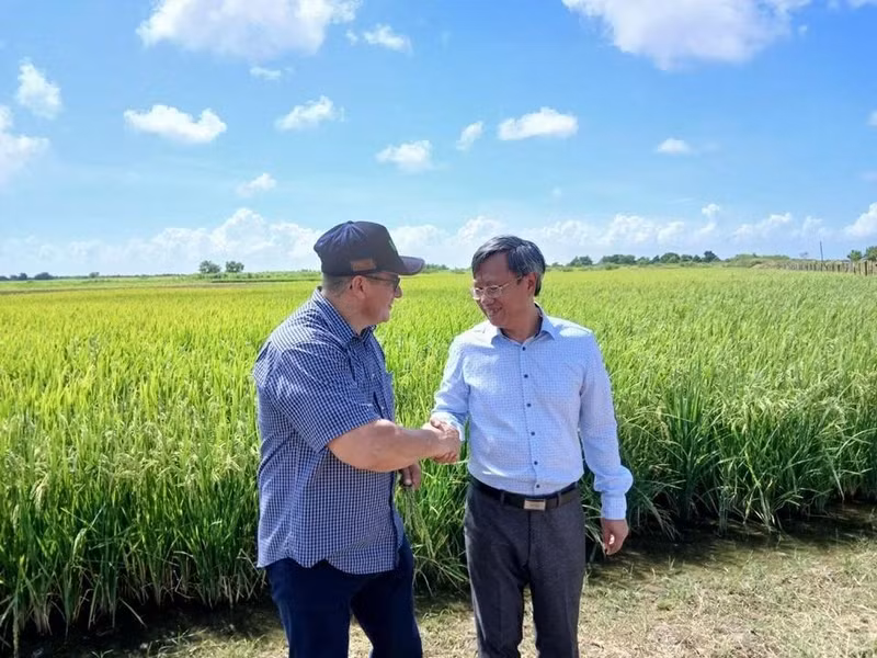 L’ambassadeur vietnamien à Cuba Le Quang Long (à droite) et le vice-ministre cubain de l’Agriculture Maury Hechavarria Bermúdez, lors d'une visite au modèle expérimental de culture du riz dans le district de Güines, province de Mayabeque. Photo: Ambassade du Vietnam à Cuba.