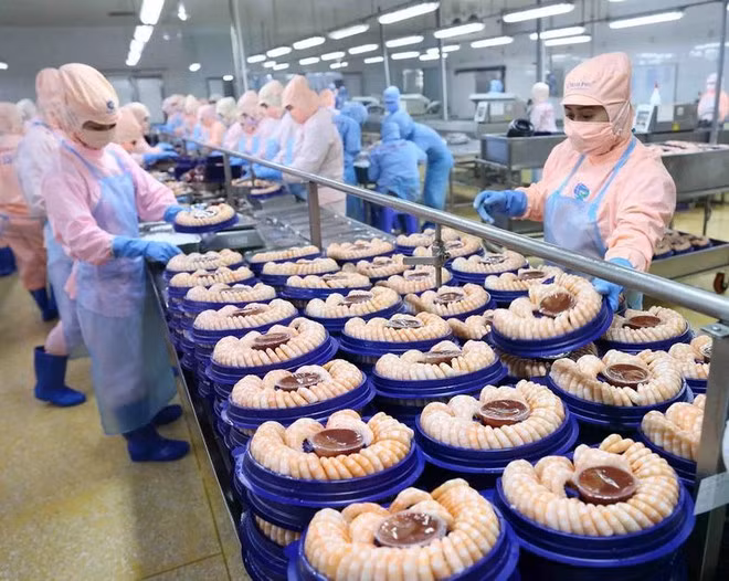 Transformation de crevettes pour l'exportation vers les marchés américain et japonais du groupe Minh Phu. Photo : VNA.
