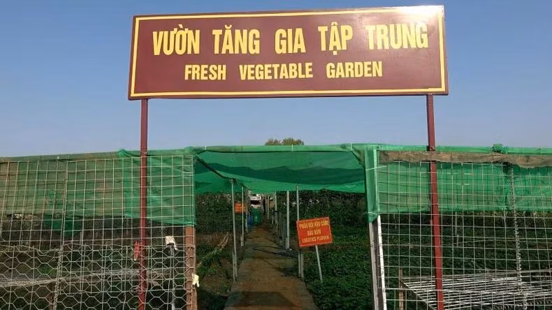 Dès son arrivée à Abyei pour sa mission de maintien de la paix de l’ONU, l’équipe de génie militaire No3 du Vietnam a jugé important de promouvoir la production agricole pour améliorer les repas quotidiens, mais également la vie spirituelle et la santé des soldats. Photo fournie par l’équipe de génie militaire No3 du Vietnam.