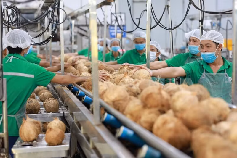 Les cocotiers sont l’un des six sujets clés du Projet de développement des principales cultures industrielles d’ici 2030, publié par le ministère vietnamien de l’Agriculture et du Développement rural, en vertu de la décision N° 431/QD-BNN-TT en 2024. Photo: VNA.
