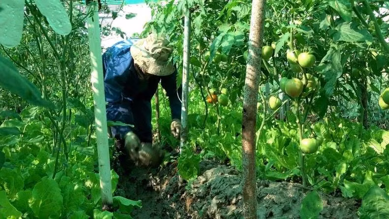 Pour économiser l’eau d’irrigation, l'équipe du génie militaire vietnamien a appliqué des modèles de rotation des cultures et de cultures intercalaires. Cela contribue à optimiser la superficie des terres cultivées, à augmenter le rendement des cultures et à protéger les cultures contre les ravageurs et les maladies. Photo fournie par l’équipe de génie militaire No3 du Vietnam.