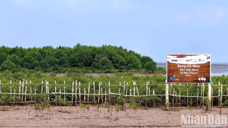 Ca Mau est la seule province du Vietnam bordée des trois côtés par la mer avec un littoral total de plus de 250 km, représentant un tiers du delta du Mékong. Photo : NDEL.