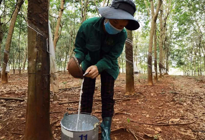 De janvier à mi-mai 2024, les exportations vietnamiennes de caoutchouc sont estimées à 842 millions de dollars, soit une augmentation de 3,9 % en rythme annuel. Photo: VNA. De janvier à mi-mai 2024, les exportations vietnamiennes de caoutchouc sont estimées à 842 millions de dollars, soit une augmentation de 3,9 % en rythme annuel. Photo: VNA.
