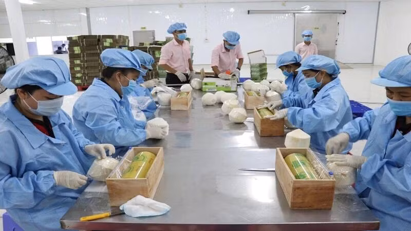 Conditionnement de noix de coco fraîches pour l'exportation. Photo: NDEL.