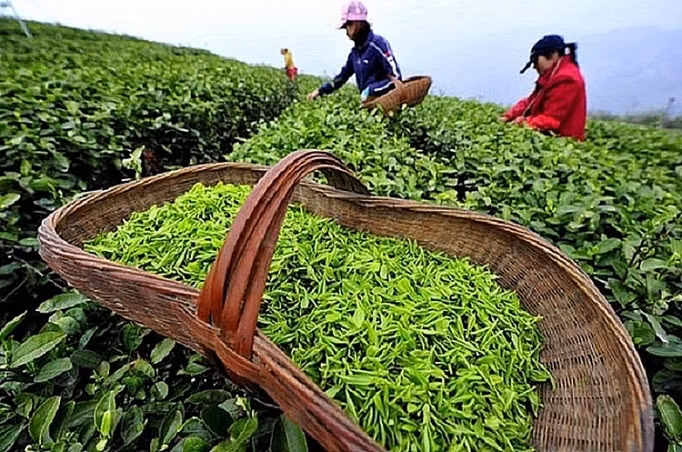Le Pakistan est le premier débouché du thé vietnamien. Photo : congthuong.vn.