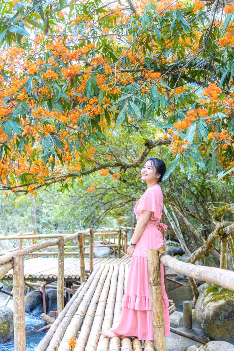 La fleur de saraca asoca a un autre nom : fleur de « sans chagrin », car sa couleur orangé-rouge symbole la foi et l'amour de la vie. Photo : VOV