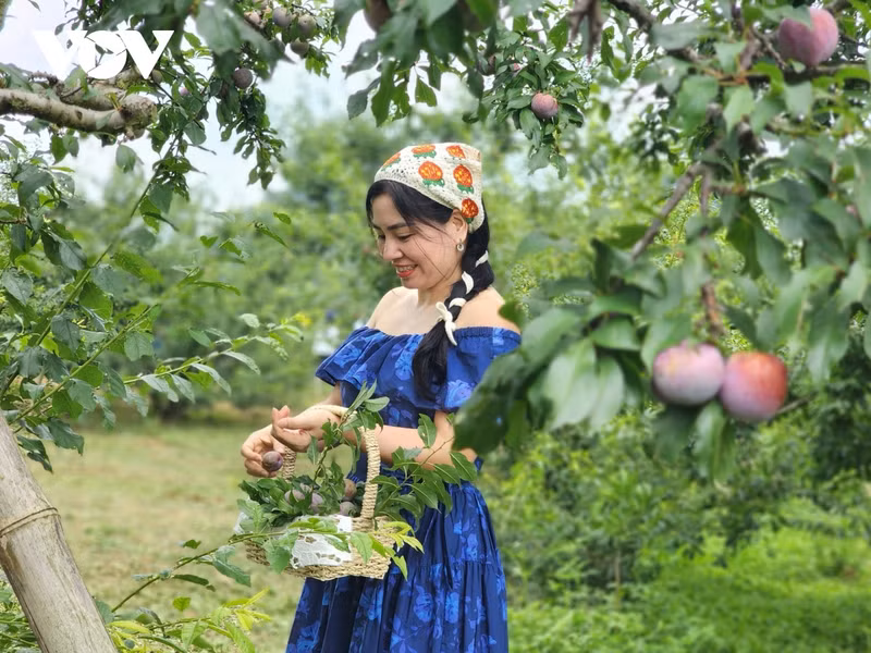 La Fête de la cueillette des prunes de Môc Châu sera prévue le 18 mai, dans la vallée de Na Ka, avec diverses activités intéressantes : un concours de cueillette de prunes, la présentation et la découverte des prunes de Môc Châu, un programme honorant des agriculteurs exemplaires, des jeux folkloriques et sportives (tir à la corde, tir à l’arbalète), des échanges culturels et artistiques, etc. Photo: VOV. La Fête de la cueillette des prunes de Môc Châu sera prévue le 18 mai, dans la vallée de Na Ka, avec diverses activités intéressantes : un concours de cueillette de prunes, la présentation et la découverte des prunes de Môc Châu, un programme honorant des agriculteurs exemplaires, des jeux folkloriques et sportives (tir à la corde, tir à l’arbalète), des échanges culturels et artistiques, etc. Photo: VOV.
