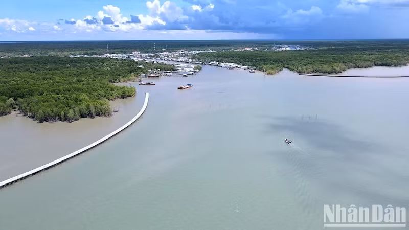 Pour limiter l'érosion littorale et le recul du trait de côte, la province de Ca Mau a investi dans la construction des digues de protection côtière. Photo : NDEL