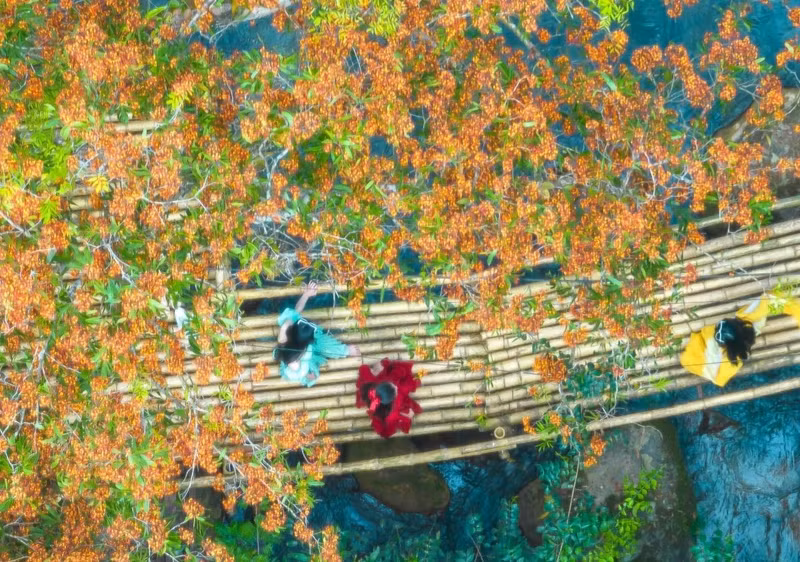 Les fleurs de saraca asoca disposent d'une couleur orangé-rouge brillante et émettent un parfum léger et doux. Saraca asoca est une espèce de plantes à fleurs dicotylédones de la famille des Fabaceae, sous-famille des Caesalpinioideae. C'est un arbre originaire du sous-continent indien. Photo : VOV