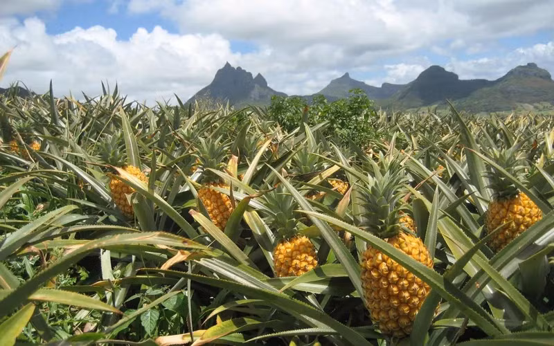 Les produits agricoles vietnamiens doivent répondre aux exigences de plus en plus strictes des marchés étrangers, dont celles liées à la qualité des produits, à la sécurité alimentaire et à l’environnement de production. Photo : VTV