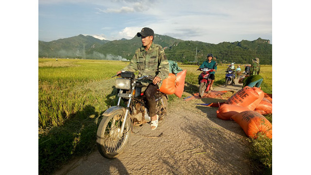 Saison de récolte du riz dans l'un des plus grands champs de rizières de la région du Nord-Ouest ảnh 10 Saison de récolte du riz dans l'un des plus grands champs de rizières de la région du Nord-Ouest ảnh 10