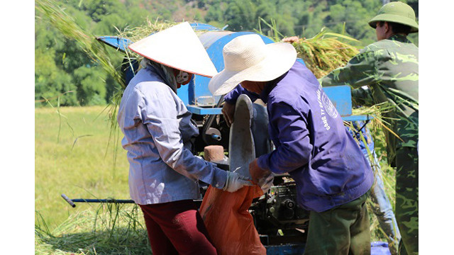 Saison de récolte du riz dans l'un des plus grands champs de rizières de la région du Nord-Ouest ảnh 8 Saison de récolte du riz dans l'un des plus grands champs de rizières de la région du Nord-Ouest ảnh 8