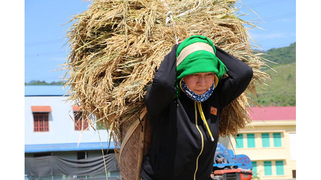 Saison de récolte du riz dans l'un des plus grands champs de rizières de la région du Nord-Ouest ảnh 5 Saison de récolte du riz dans l'un des plus grands champs de rizières de la région du Nord-Ouest ảnh 5