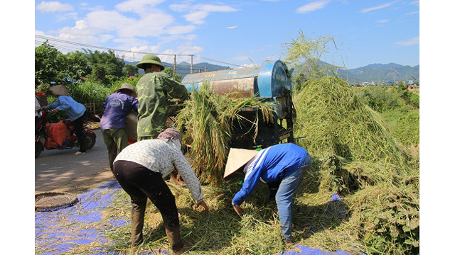 Saison de récolte du riz dans l'un des plus grands champs de rizières de la région du Nord-Ouest ảnh 7 Saison de récolte du riz dans l'un des plus grands champs de rizières de la région du Nord-Ouest ảnh 7