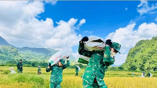 Des cadres et soldats du poste-frontière de Huong Lap (gardes-frontières de la province de Quang Tri) aident les habitants à récolter le riz. Photo: qdnd.vn