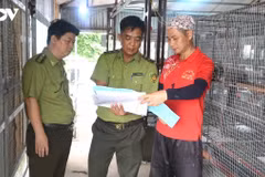 Des gardes forestiers inspectent et conseillent Hoang Van Khanh, de la commune de Kha Son, afin qu'il se conforme à la réglementation sur l'élevage et la reproduction des animaux sauvages. Photo: VOV