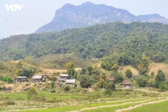 Disposant de plus de 434 000 hectares de forêts, dont près de 98 % sont naturelles, la province de Dien Bien possède de précieux atouts pour développer son marché de crédits carbone forestiers. Photo: VOV