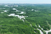 Une vue de la forêt de mangroves de Can Gio, à Ho Chi Minh-Ville, au Sud du Vietnam. Photo : The Anh.