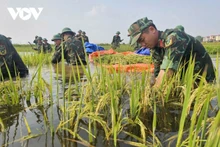 Les soldats aux côtés des paysans pour sauver la récolte après les inondations